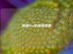 探秘919cf的神秘世界