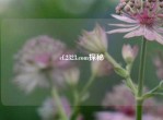 cf.2323.com探秘